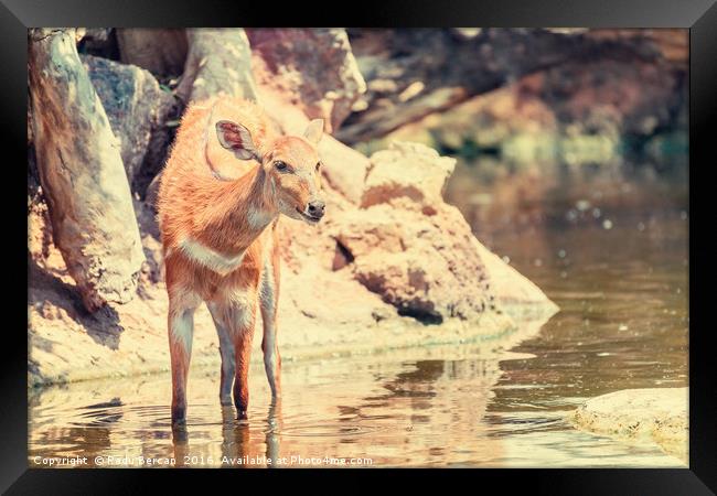 Sitatunga or Marshbuck (Tragelaphus spekii) Antelo Framed Print by Radu Bercan