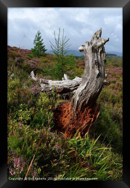 Tree Stump Highlands Framed Print by Gwil Roberts