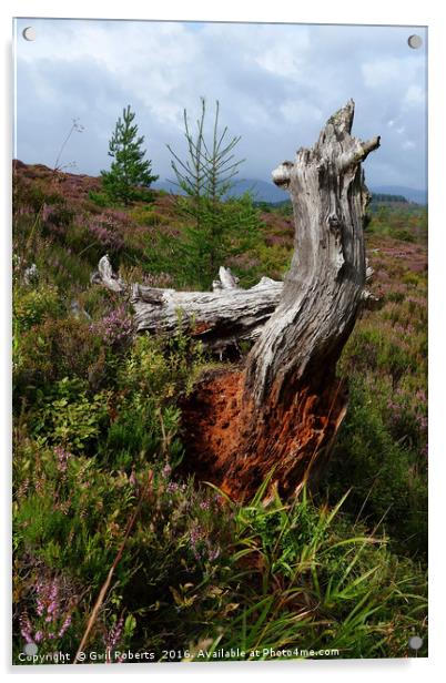 Tree Stump Highlands Acrylic by Gwil Roberts