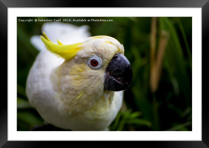 white cockatoo Framed Mounted Print by Sebastien Coell