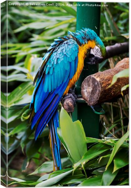 Macaw parrot Canvas Print by Sebastien Coell