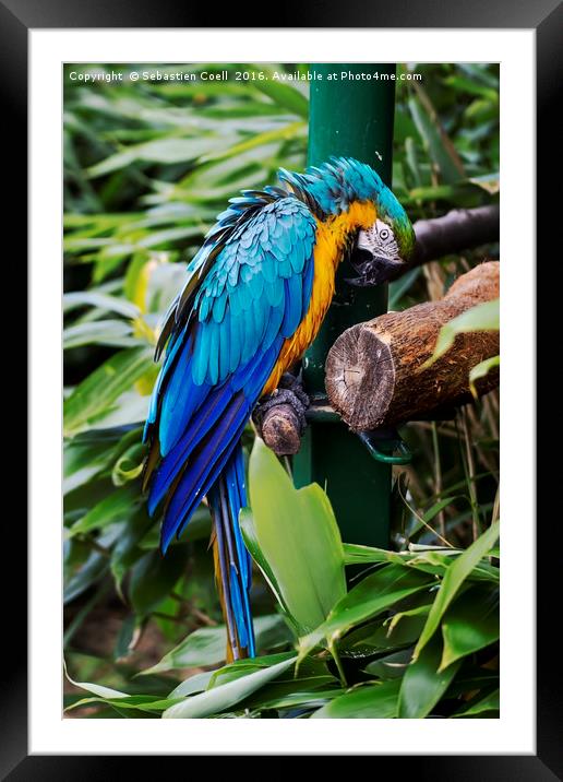 Macaw parrot Framed Mounted Print by Sebastien Coell