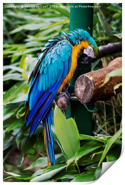 Macaw parrot Print by Sebastien Coell