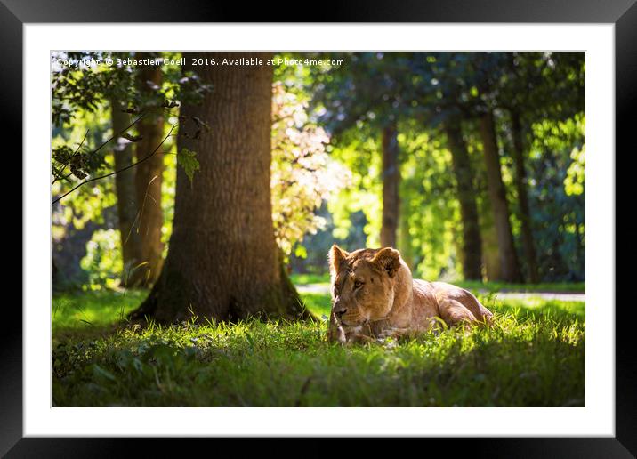 Sunshine and relaxing Framed Mounted Print by Sebastien Coell