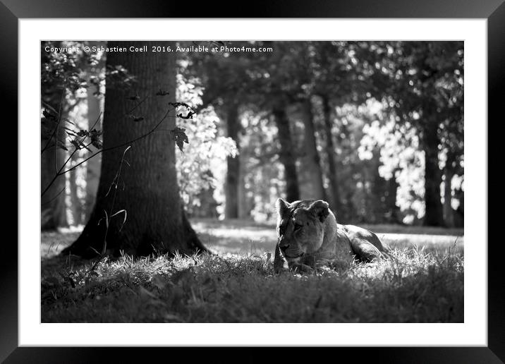 In the short grass Framed Mounted Print by Sebastien Coell