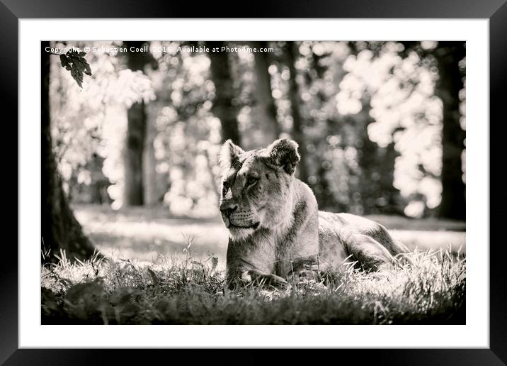 Lioness in black and white Framed Mounted Print by Sebastien Coell