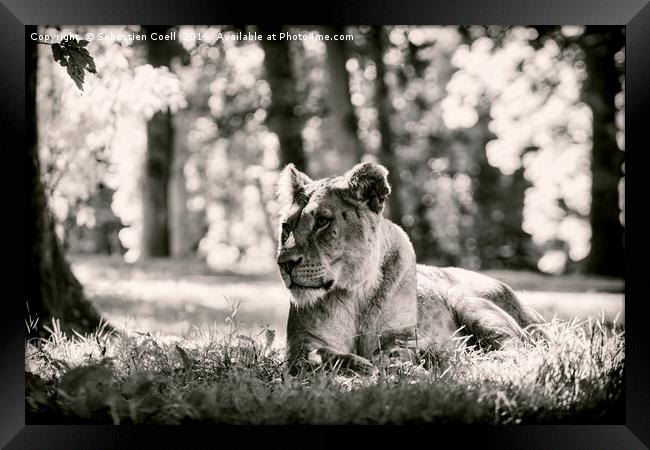Lioness in black and white Framed Print by Sebastien Coell
