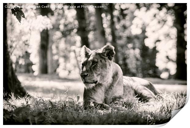 Lioness in black and white Print by Sebastien Coell