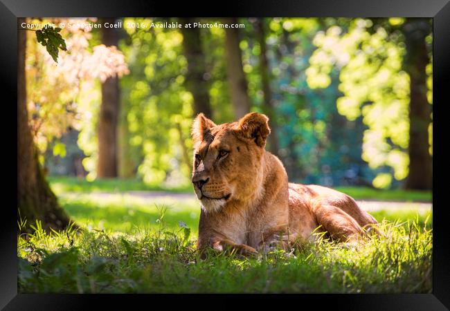 Lioness sits in the forest Framed Print by Sebastien Coell