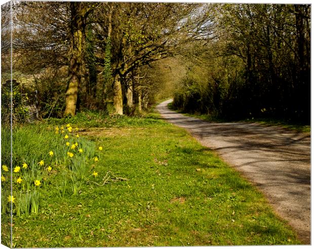 Herefordshire lane in spring Canvas Print by David Bigwood