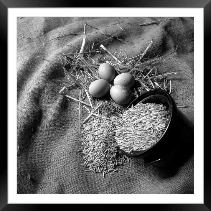 New laid eggs, straw and oats on hessian sacking Framed Mounted Print by David Bigwood