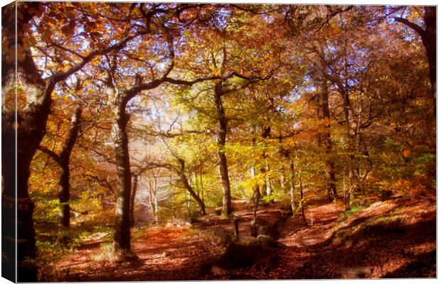 Autumn in the woodland  Canvas Print by Irene Burdell