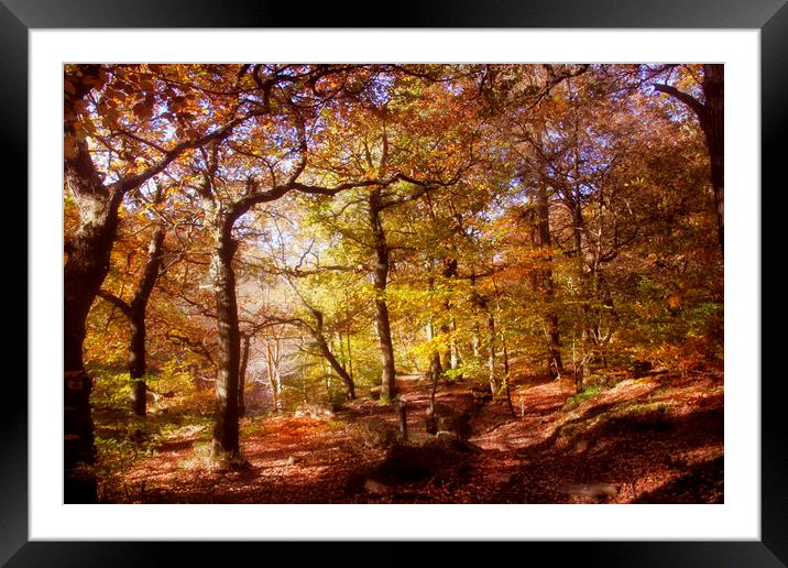 Autumn in the woodland  Framed Mounted Print by Irene Burdell
