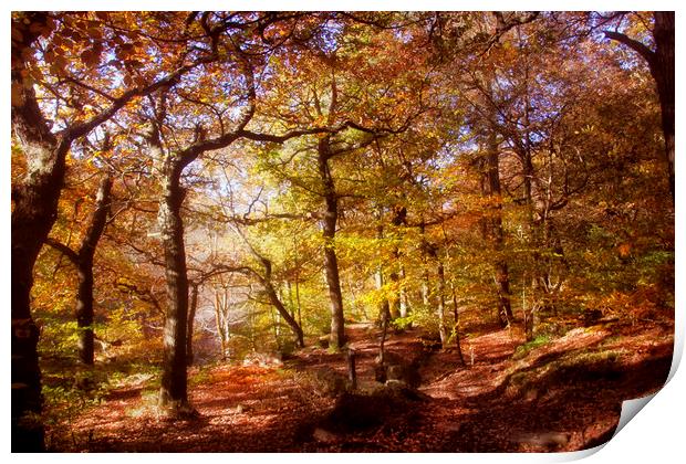 Autumn in the woodland  Print by Irene Burdell