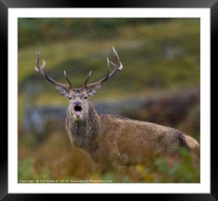 Rutting Highland Stag Framed Mounted Print by Tom Dolezal