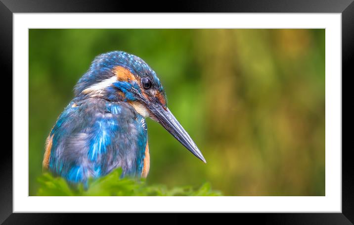 The look Framed Mounted Print by Philip Male