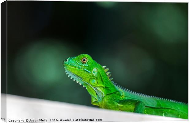 Baby Green Iguana Canvas Print by Jason Wells