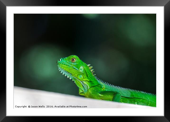 Baby Green Iguana Framed Mounted Print by Jason Wells