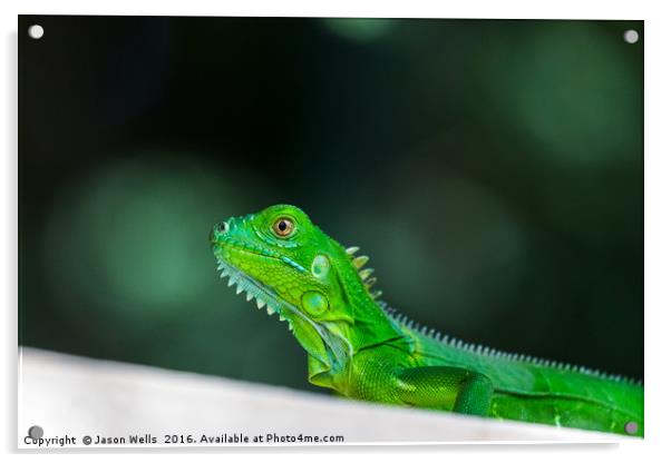 Baby Green Iguana Acrylic by Jason Wells