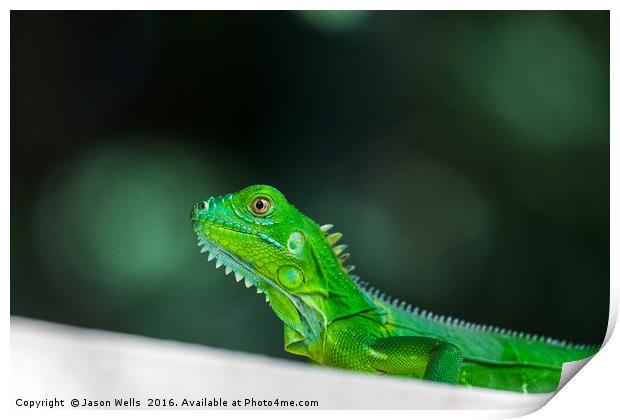 Baby Green Iguana Print by Jason Wells