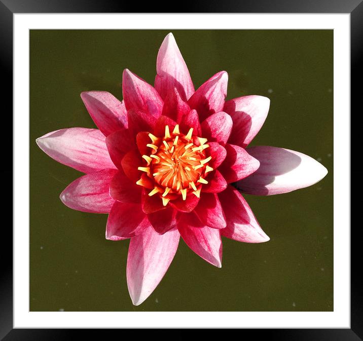 Just a Waterlily           Framed Mounted Print by Peter Balfour