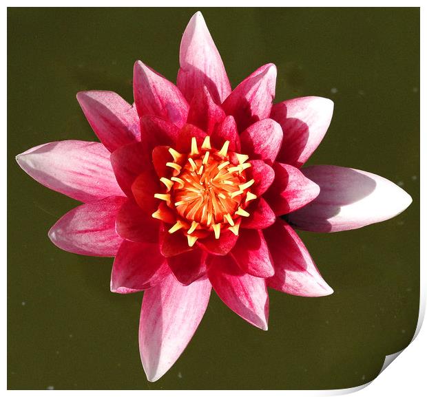 Just a Waterlily           Print by Peter Balfour