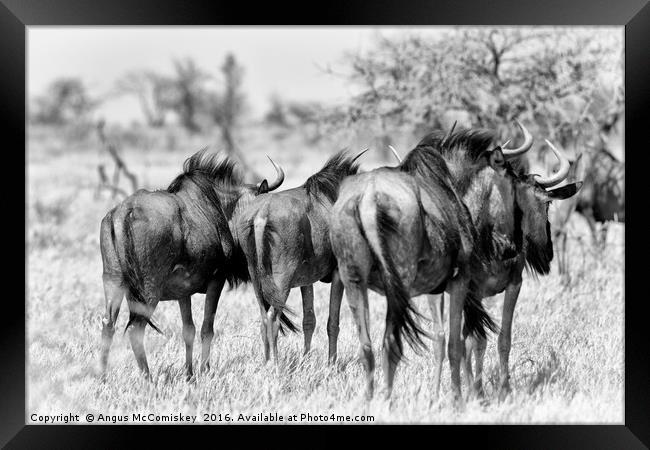 Retreating wildebeest Framed Print by Angus McComiskey