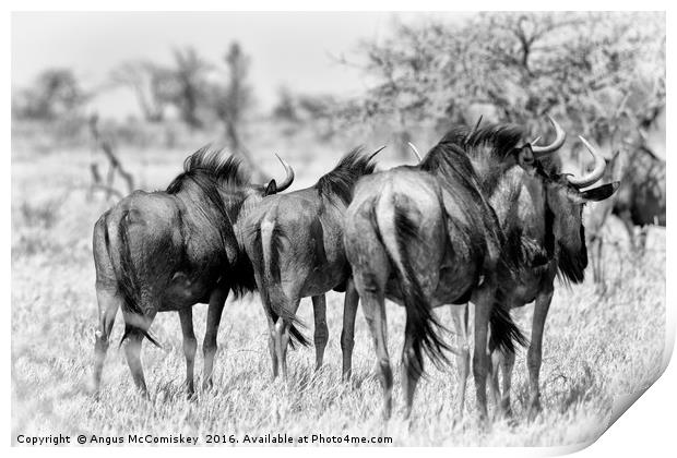 Retreating wildebeest Print by Angus McComiskey