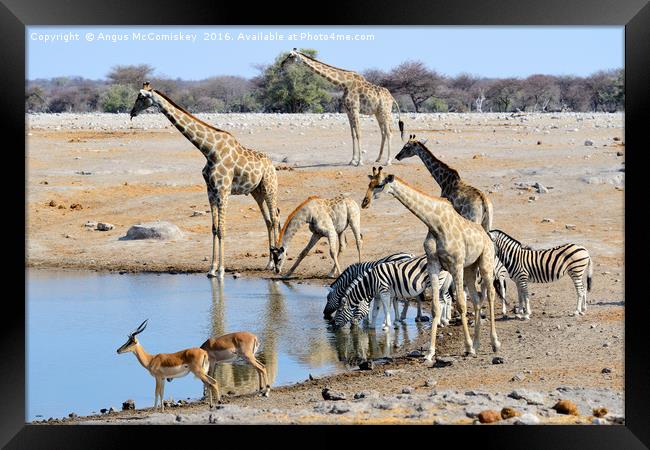 Early morning rush hour at the waterhole Framed Print by Angus McComiskey