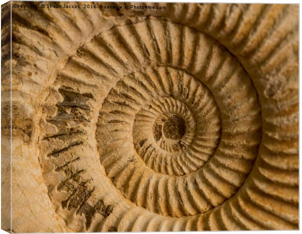 Ammonite  Canvas Print by Shaun Jacobs