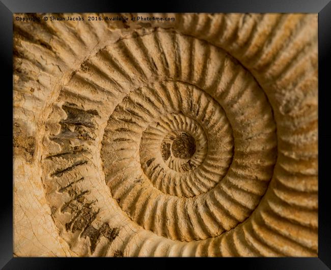 Ammonite  Framed Print by Shaun Jacobs