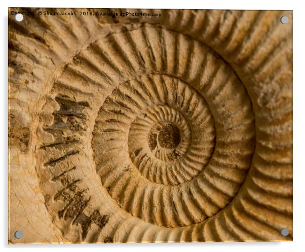 Ammonite  Acrylic by Shaun Jacobs