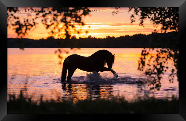 Black Horse Bathing in Sunset River  Framed Print by Russian Artist 