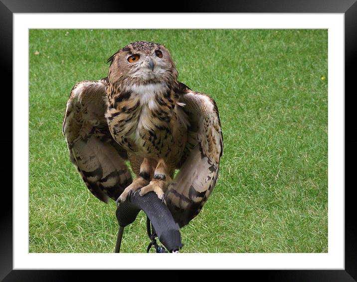 European Eagle Owl Framed Mounted Print by Donna Collett