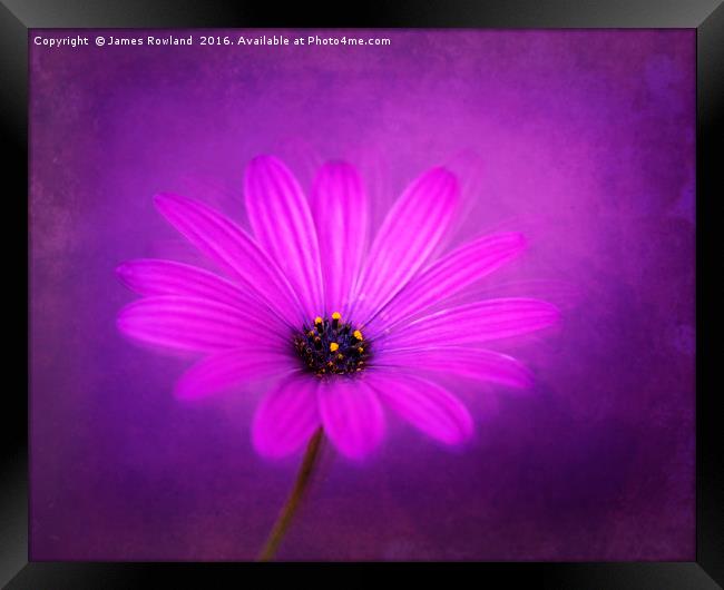 Purple Beauty Framed Print by James Rowland