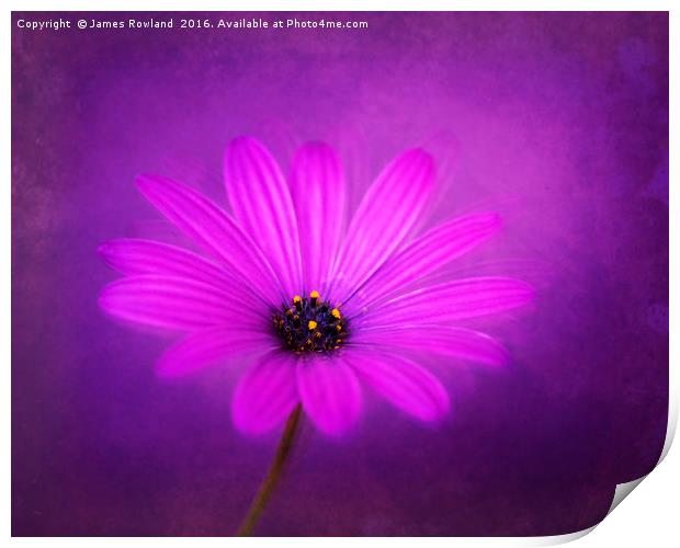 Purple Beauty Print by James Rowland