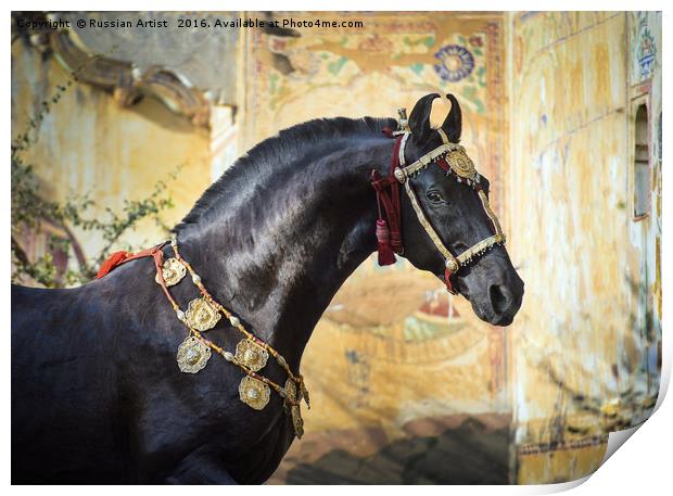 Living Piece of Art. Marwari Stallion Print by Russian Artist 