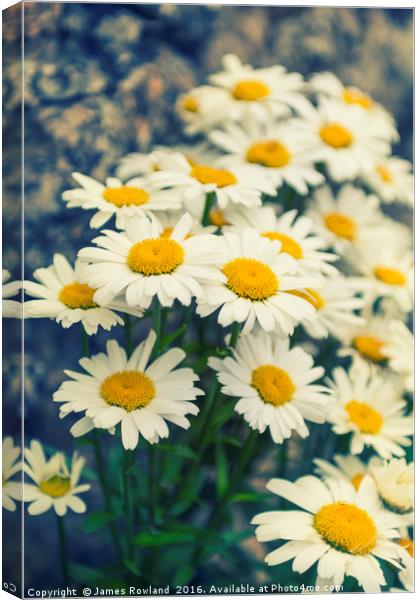 Oxeye daisies Canvas Print by James Rowland