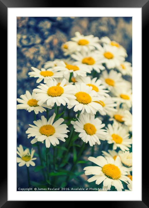 Oxeye daisies Framed Mounted Print by James Rowland
