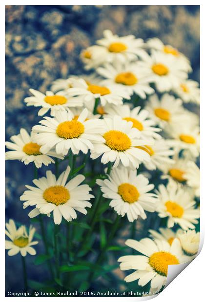 Oxeye daisies Print by James Rowland