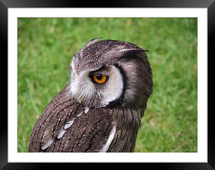White Faced Owl Framed Mounted Print by Donna Collett
