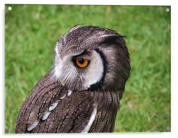 White Faced Owl Acrylic by Donna Collett