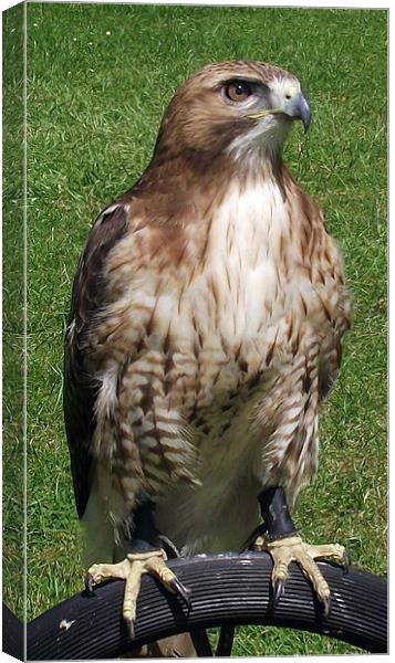Red Tailed Hawk Canvas Print by Donna Collett