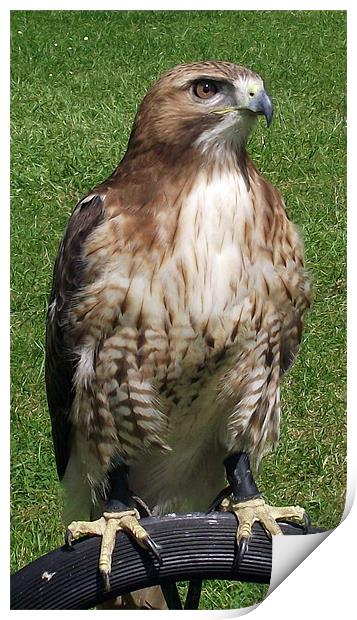 Red Tailed Hawk Print by Donna Collett