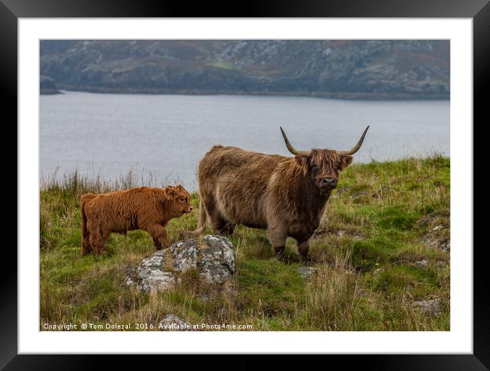 Highland cow and calf Framed Mounted Print by Tom Dolezal
