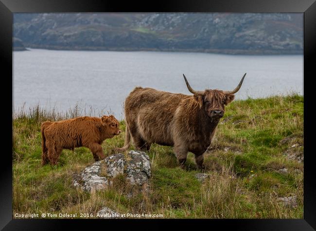 Highland cow and calf Framed Print by Tom Dolezal