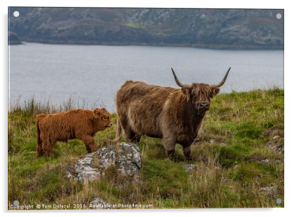 Highland cow and calf Acrylic by Tom Dolezal