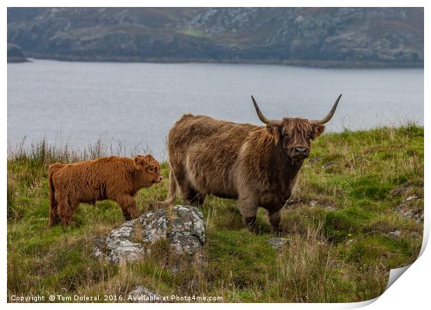 Highland cow and calf Print by Tom Dolezal