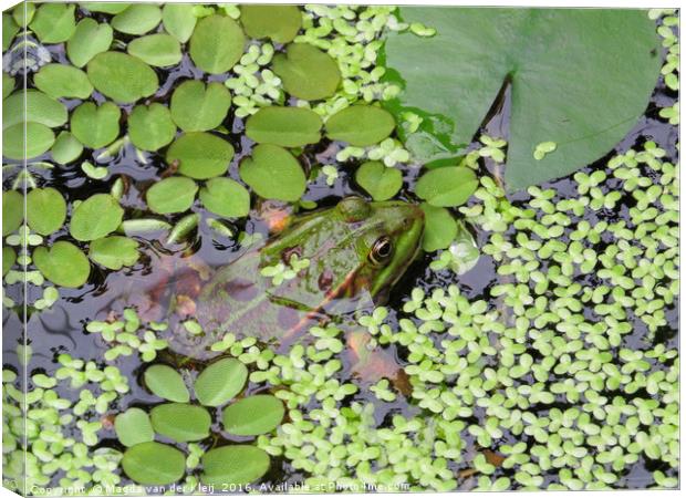 Frog between green leafs Canvas Print by Magda van der Kleij