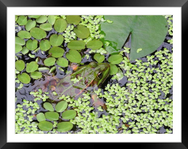 Frog between green leafs Framed Mounted Print by Magda van der Kleij